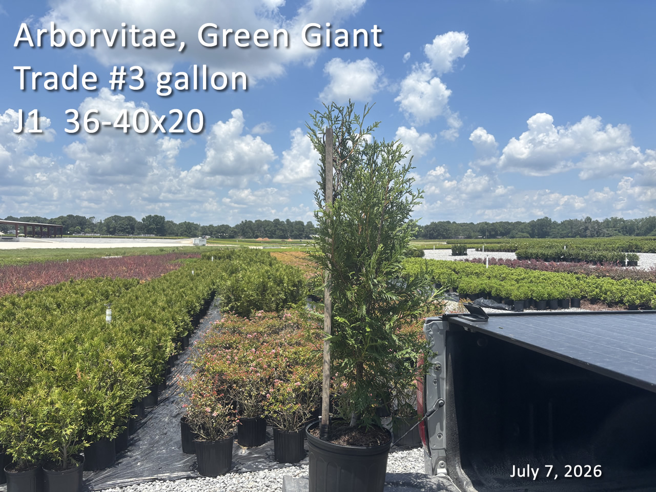 gallery/avgg3t j1 jul7.jpg